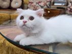 Traditional Persian Female Cat