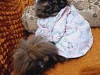 Traditional Persian female cat