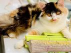 Traditional Persian Female Cat Kitty