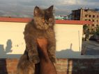 Traditional Persian female cat low price sell korbo