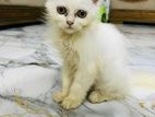 Traditional Persian Female