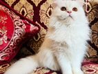 Traditional Persian Female Kitten