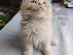 Traditional Persian Female Kitten