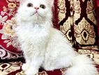 Traditional Persian Female Kitten