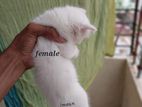 Traditional persian Female Kitten