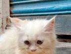 Traditional Persian Female Kitten