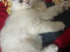 Traditional Persian Female Kitten