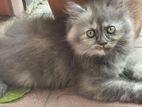 traditional Persian female kitten