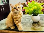 traditional persian female kitten