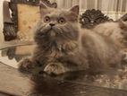 Traditional Persian female kitten.