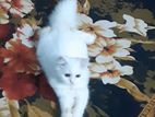 Traditional Persian Female Kitten