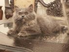 Traditional Persian female kitten