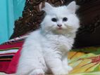 traditional persian female kitten