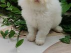 Traditional Persian female kitten