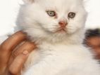 Traditional Persian Female kitten