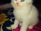 Traditional Persian Female Kitten For Sell