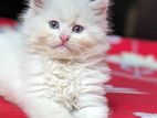 Traditional Persian female kitten for sell