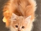 Traditional Persian Female Kitten. [SELL]