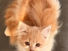 Traditional Persian Female Kitten. [sell]