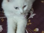 Traditional Persian Female Light Blue Eyes