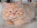 Traditional persian female/male kitten