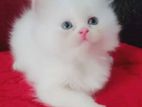 Traditional Persian Female/male Kitten