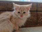 Traditional Persian