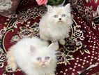 Traditional Persian