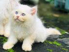 Traditional Persian