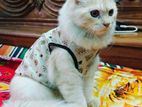 Traditional Persian