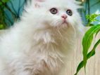 Traditional persian kitten