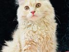 Traditional persian Cat