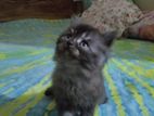 Traditional persian Kitten