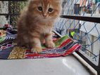 Traditional Persian cat for sell