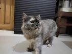Traditional persian