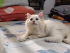 Traditional Persian