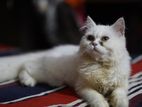 Traditional Persian