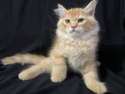 Traditional Persian