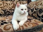 Traditional Persian