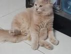 Traditional Persian