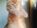 Traditional Persian