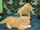 Traditional Persian Ginger Female kittan