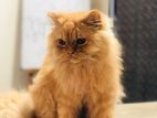 Traditional Persian Ginger Male (persian Doll Face Triple Coated)