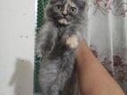 Traditional Persian Grey Cat