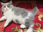 Traditional Persian Kitten