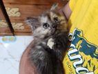 Traditional Persian Kitten Available For Sell