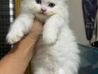 Traditional Persian Kitten Cat