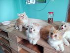 traditional Persian kitten cat for sale