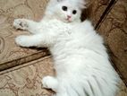 Traditional persian kitten (doll face)