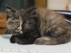 Traditional Persian kitten Female